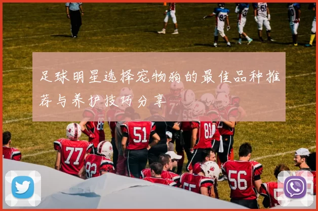足球明星选择宠物狗的最佳品种推荐与养护技巧分享